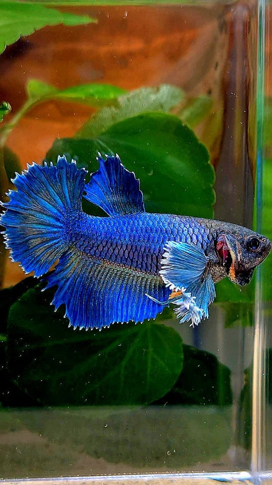 XL FEMALE HALFMOON DUMBO EAR ROSETAIL BLUE YELLOW BETTA FISH