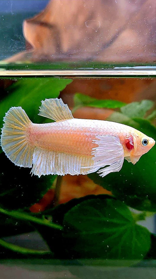 FEMALE PLAKAT DUMBO EAR WHITE SOFTGOLD BETTA FISH