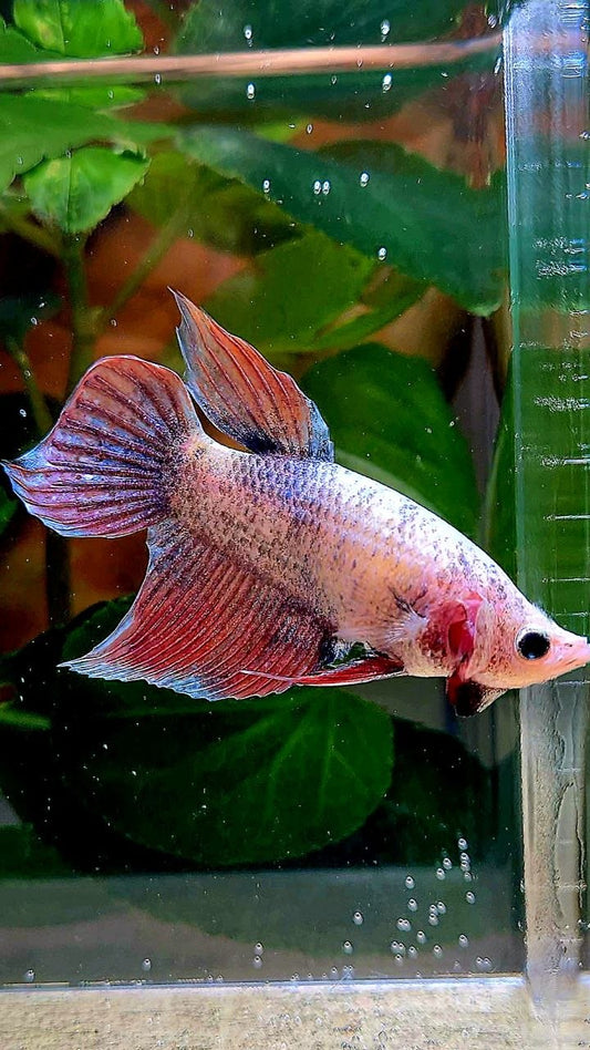 XL FEMALE VEILTAIL MASCOT BETTA FISH