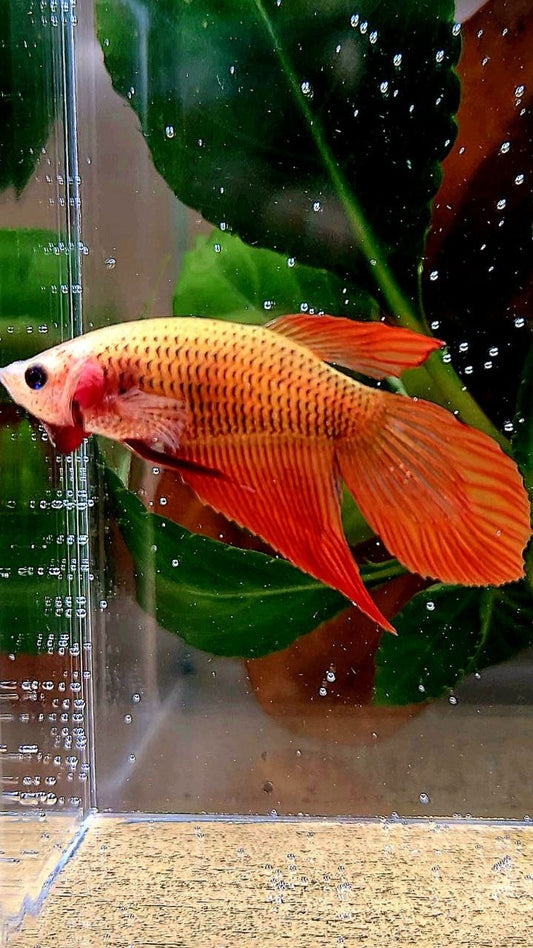FEMALE VEILTAIL SUPER RED BETTA FISH