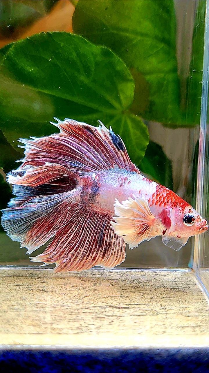 HALFMOON DOUBLE TAIL DUMBO EAR FANCY BETTA FISH
