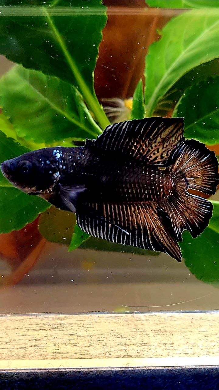 PLAKAT DOUBLE TAIL BLACK BETTA FISH