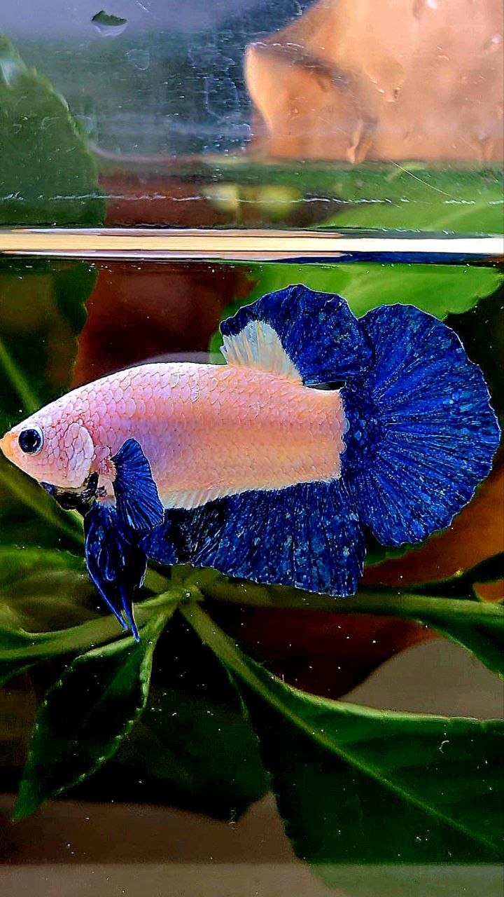 PLAKAT BLUE RIM MARBLE BETTA FISH