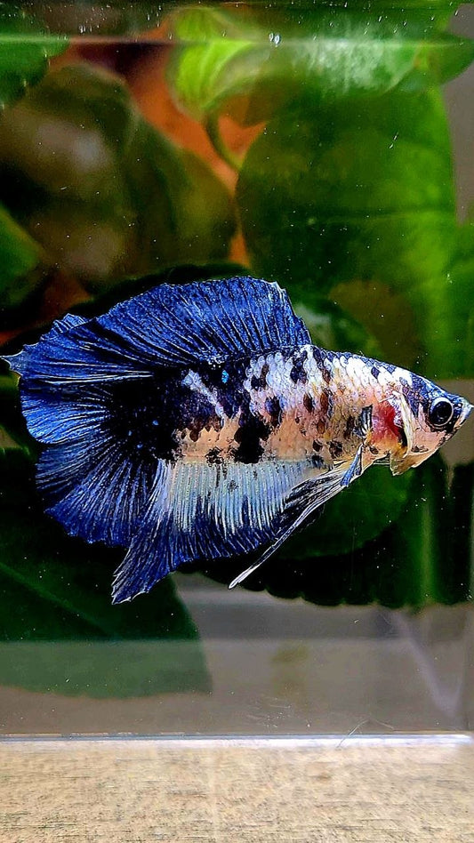 PLAKAT DOUBLE TAIL BLUE MARBLE DOTS BETTA FISH