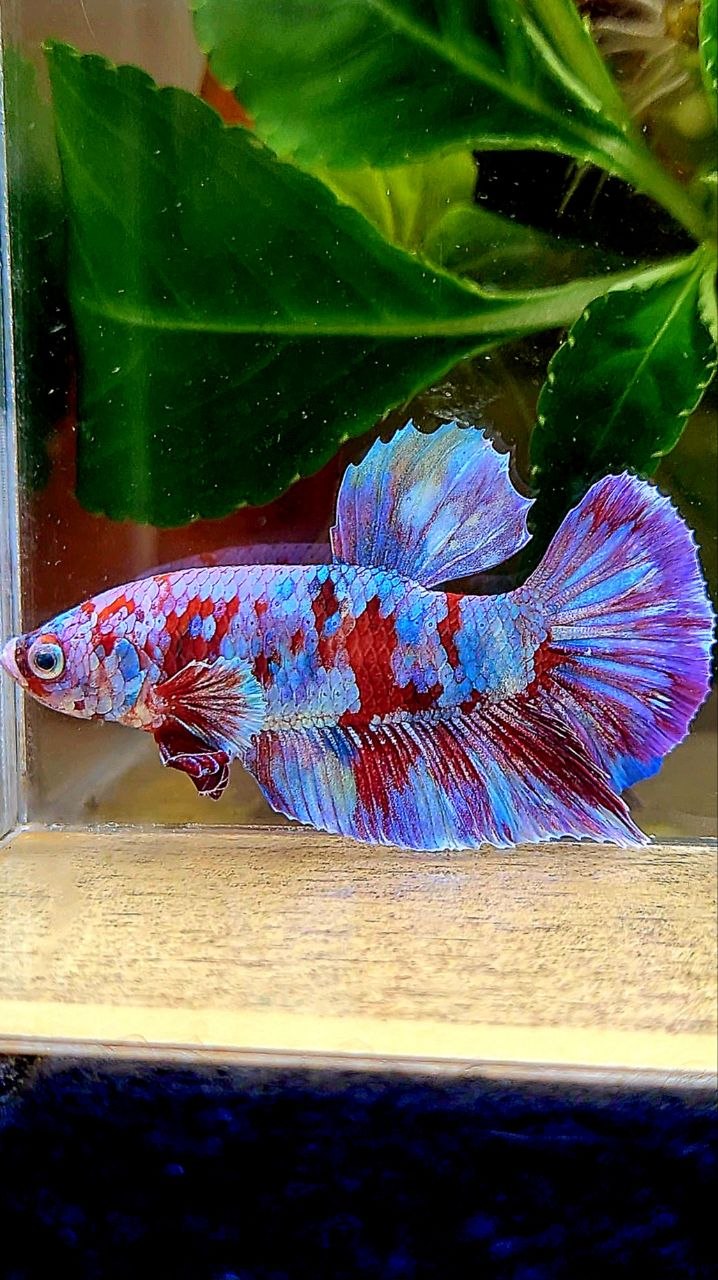PLAKAT BARONGSAI GALAXY MULTICOLOR BETTA FISH