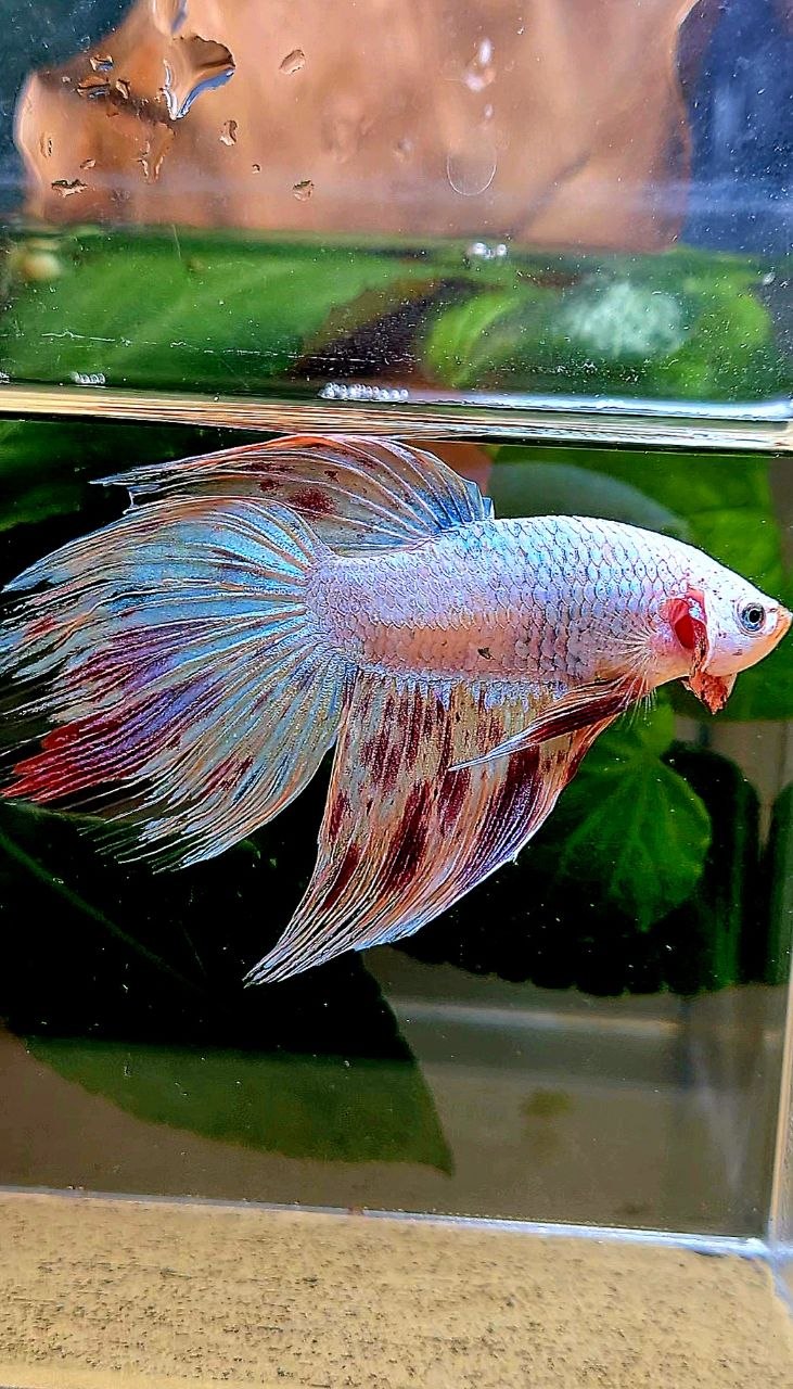 VEILTAIL ARMAGEDDON BETTA FISH