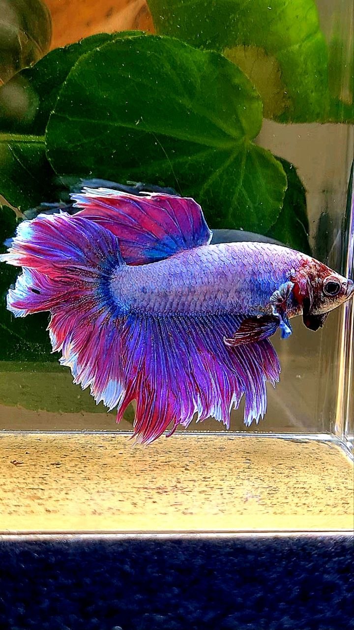 HALFMOON FEATHER TAIL PURPLE MASCOT BETTA FISH