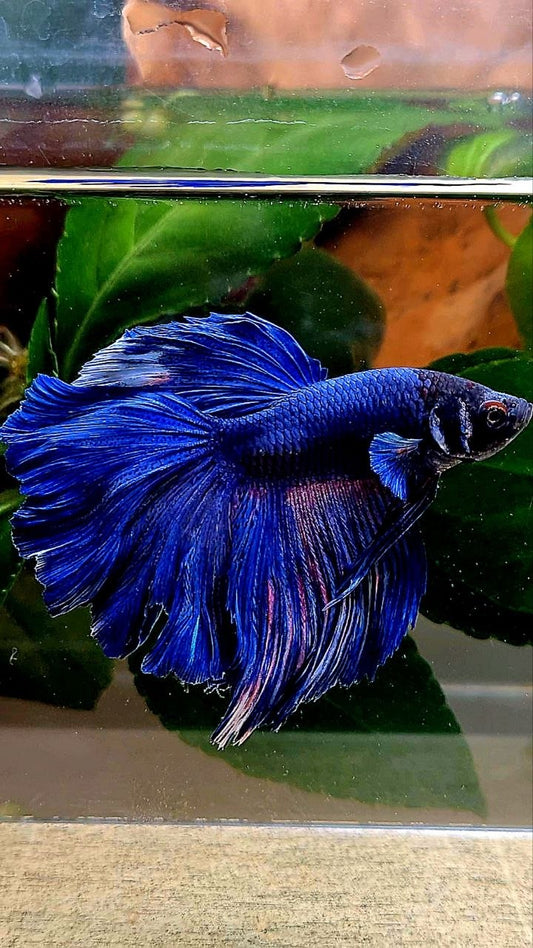 HALFMOON ROSETAIL BLUE BETTA FISH