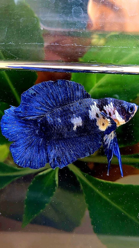 PLAKAT DOUBLE TAIL BLUE MARBLE BETTA FISH