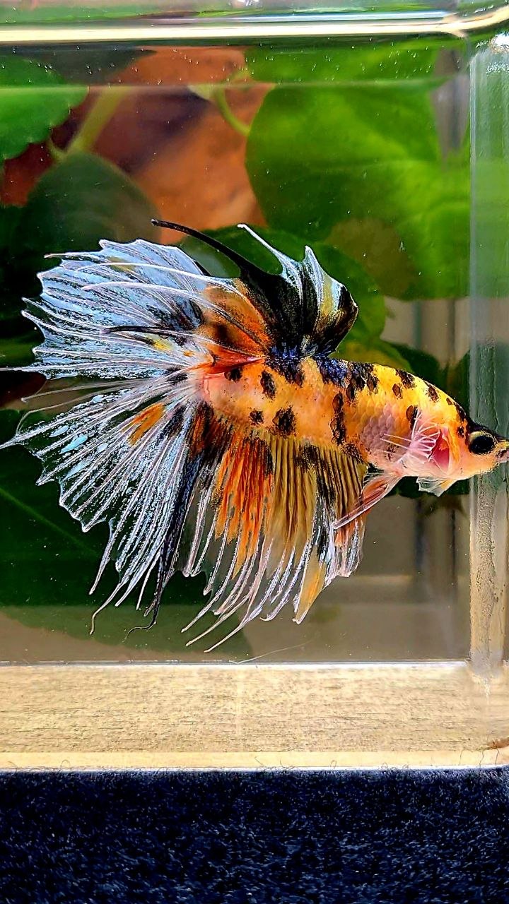 HALFSUN YELLOW ORANGE MULTICOLOR BETTA FISH