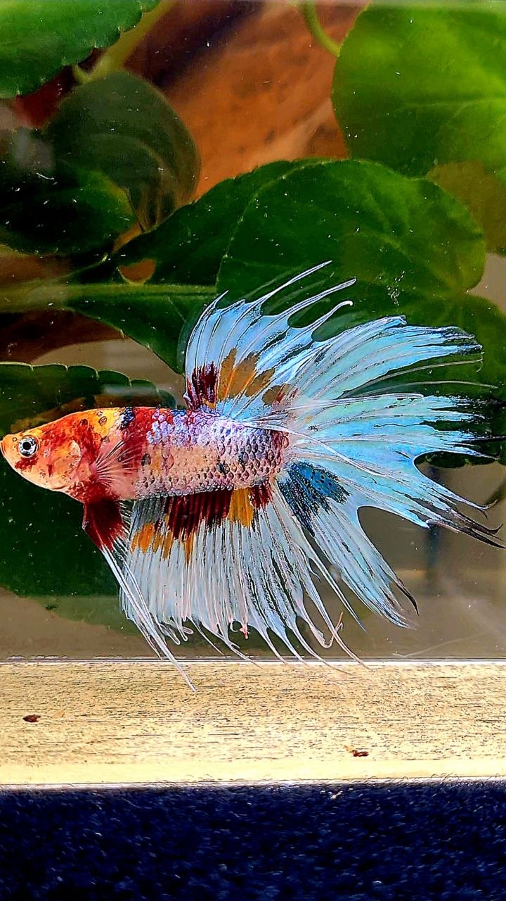CROWNTAIL WHITE METALLIC MULTICOLOR BETTA FISH