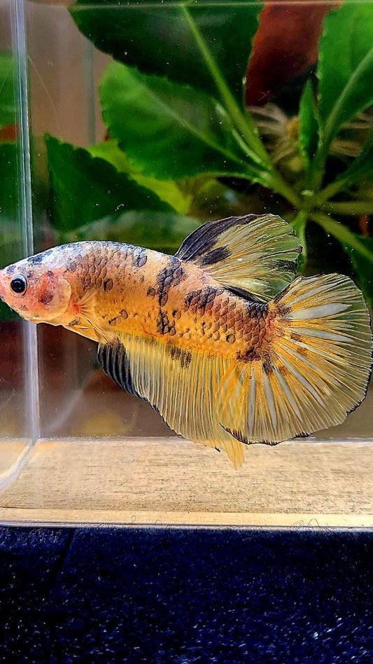 GIANT PLAKAT YELLOW COPPER DOTS BETTA FISH
