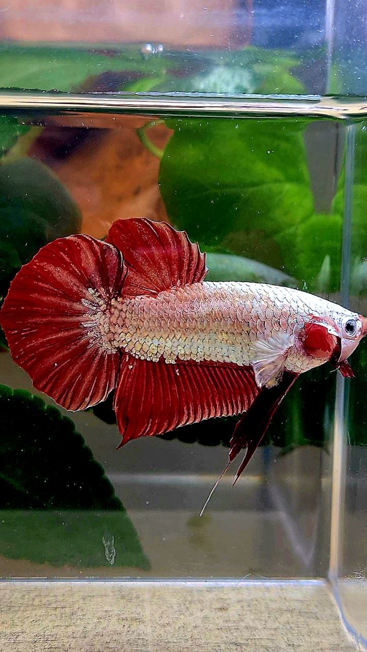PLAKAT RED DRAGON BETTA FISH