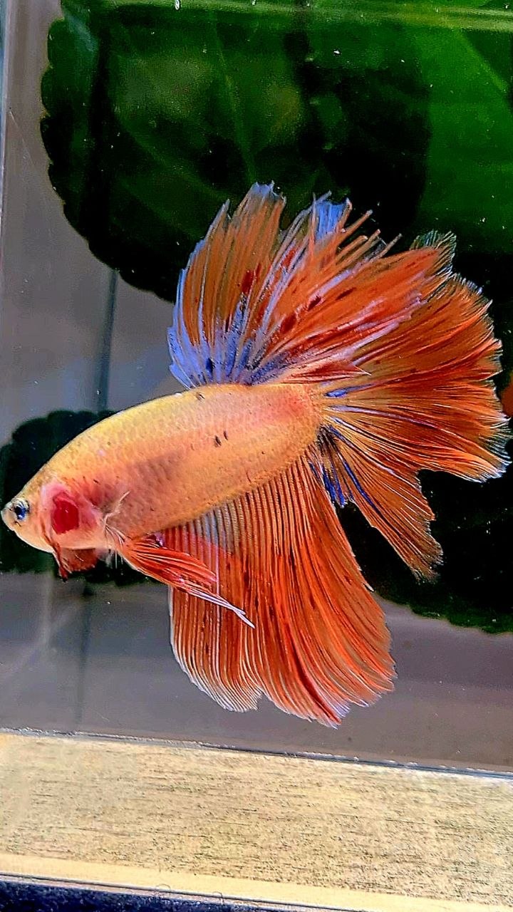 HALFMOON ROSETAIL ORANGE ARMAGEDDON BETTA FISH