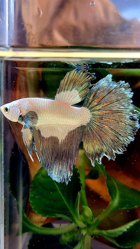 HALFMOON COPPER RIM BETTA FISH