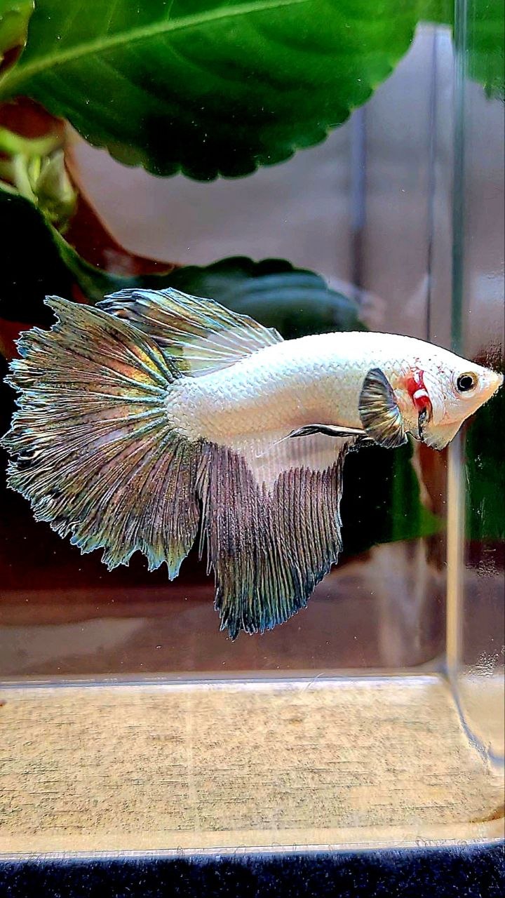 HALFMOON COPPER RIM BETTA FISH