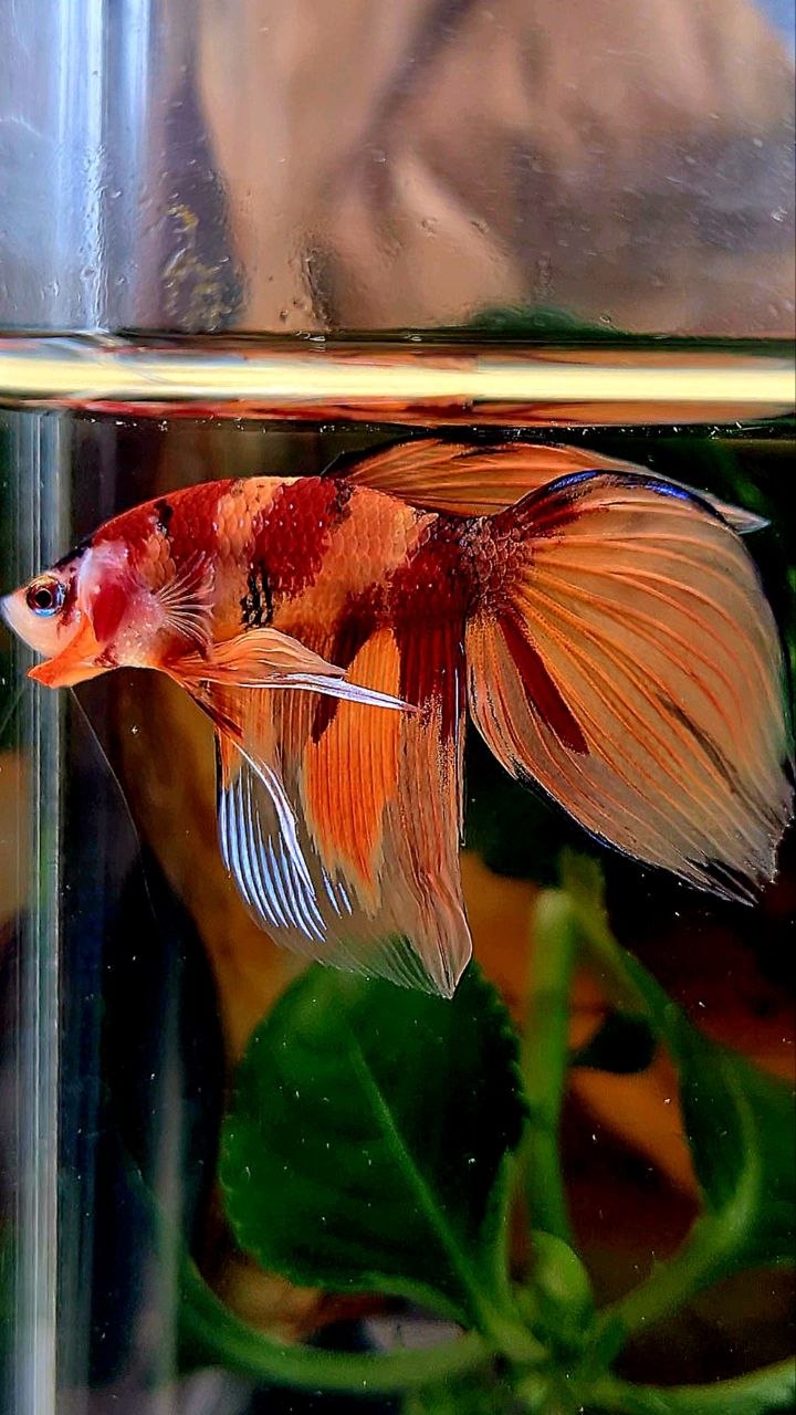 VEILTAIL ORANGE KOI NEMO MARBLE MULTICOLOR BETTA FISH