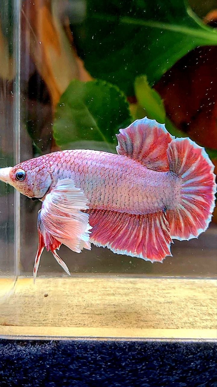 PLAKAT SUPER DUMBO EAR UNICORN BETTA FISH