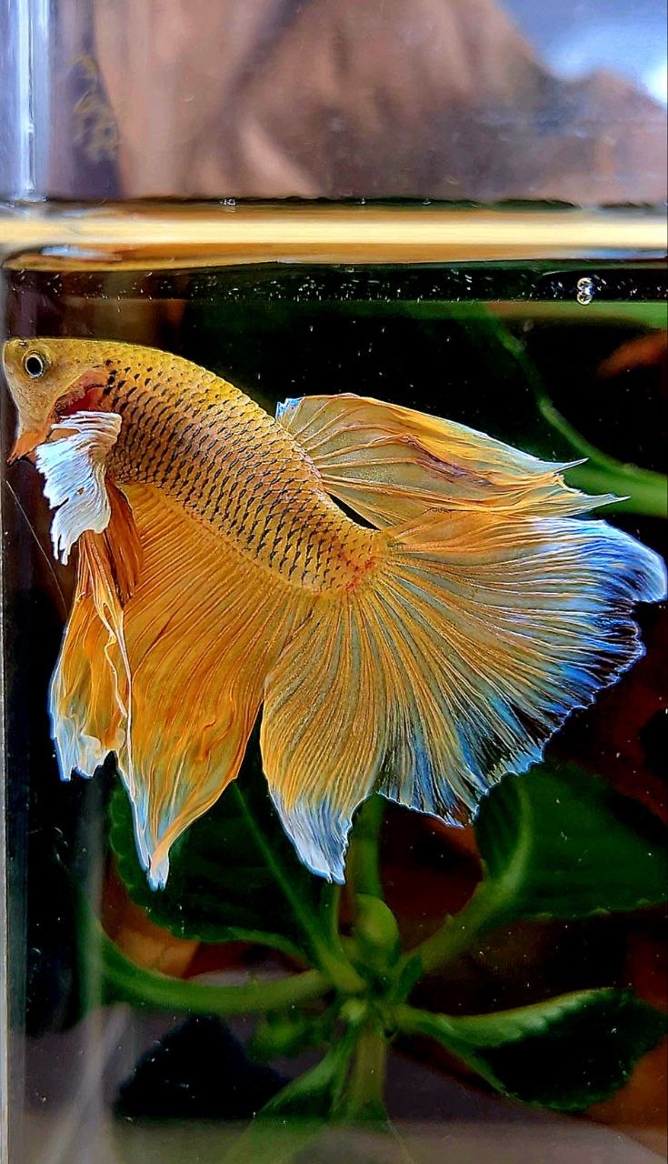 HALFMOON DUMBO EAR YELLOW PINEAPPLE BETTA FISH