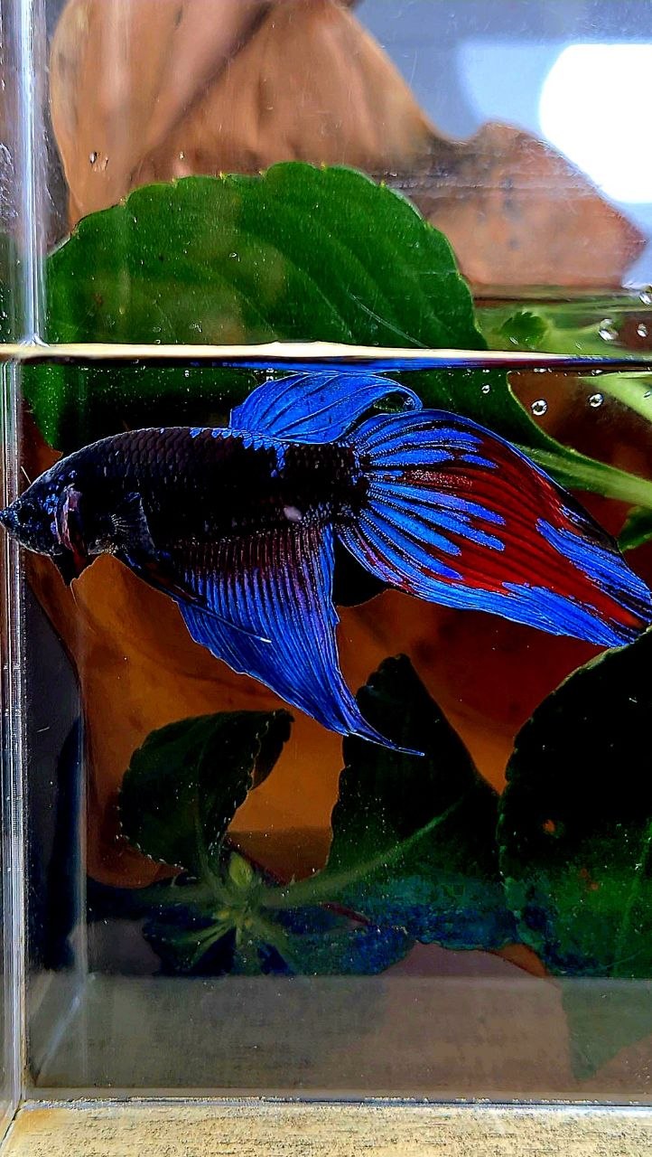 VEILTAIL BLACK SAPPHIRE EMERALD AVATAR BETTA FISH