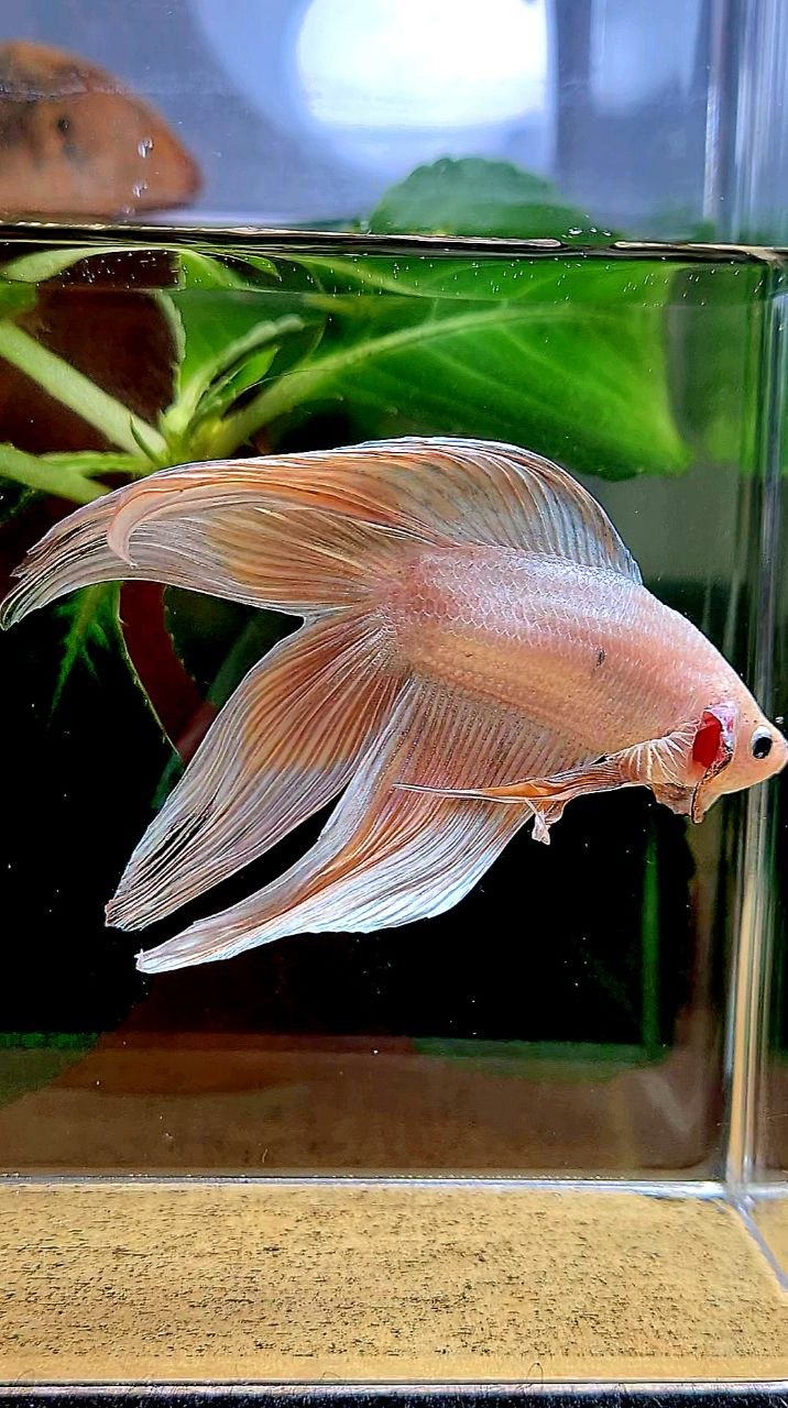 VEILTAIL DOUBLE TAIL WHITE ORANGE BETTA FISH