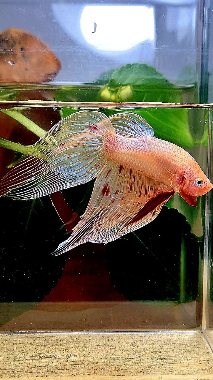 VEILTAIL ARMAGEDDON BETTA FISH
