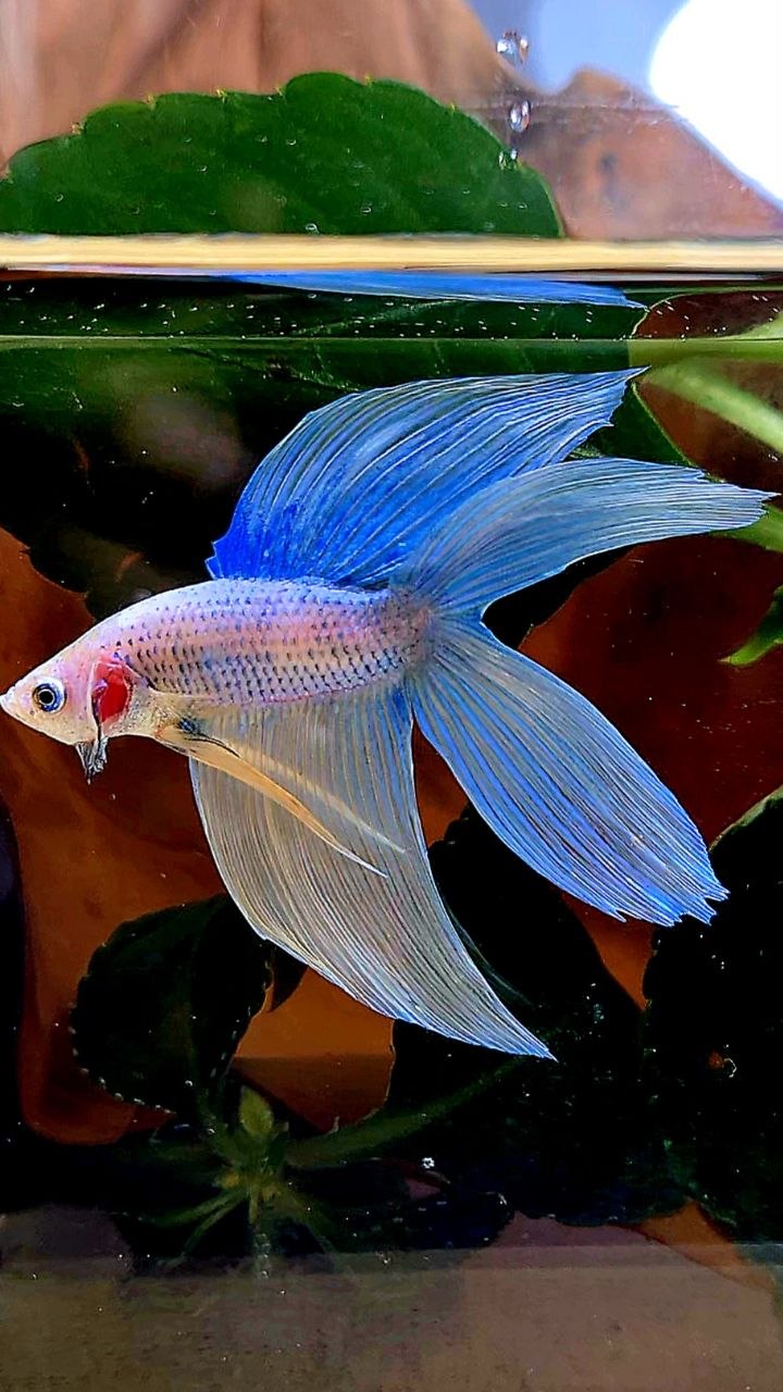 VEILTAIL DOUBLE TAIL BLUE YELLOW GRIZZLE BETTA FISH