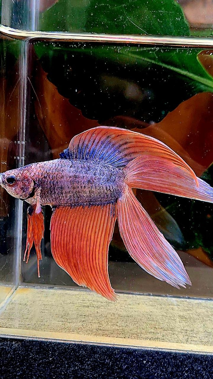 VEILTAIL DOUBLE TAIL ORANGE MASCOT BETTA FISH