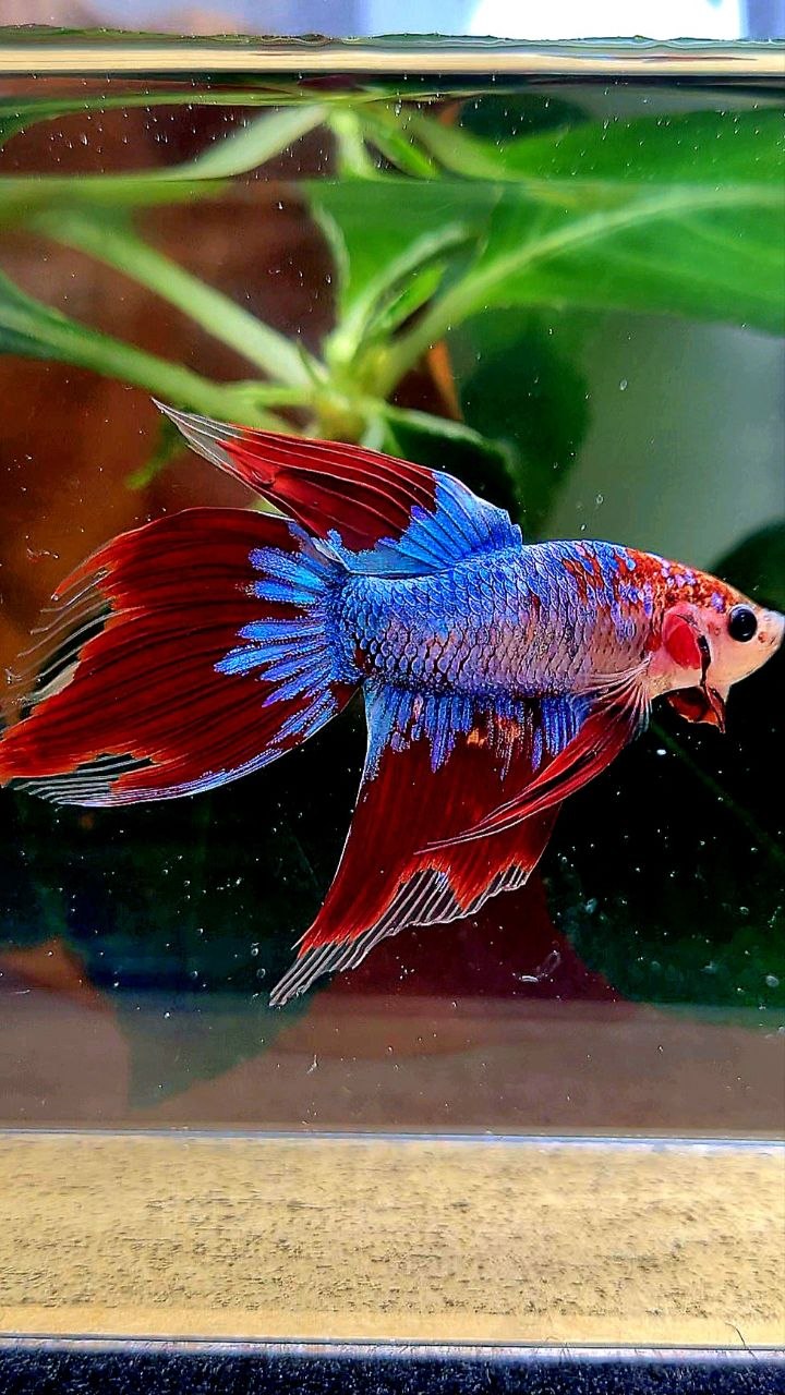 VEILTAIL AOC BLUE MASCOT UNIQUE BETTA FISH