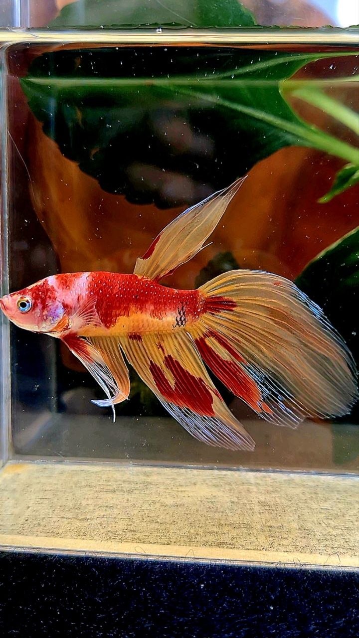 VEILTAIL FIRE LEOPARD MARBLE MULTICOLOR BETTA FISH