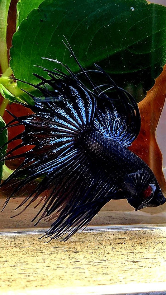 CROWNTAIL BLACK ORCHID BETTA FISH