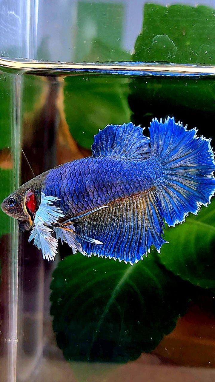 FEMALE HALFMOON DUMBO EAR BLUE YELLOW MUSTARD BETTA FISH
