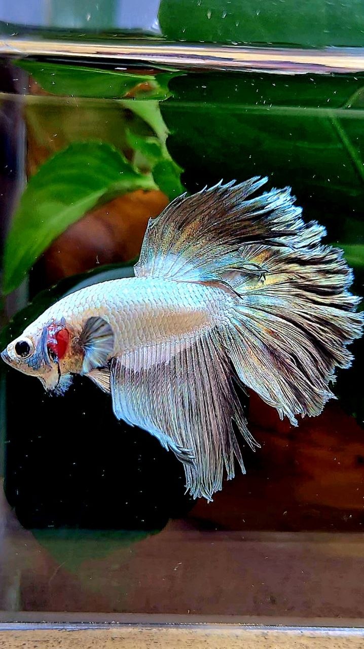 HALFMOON ROSETAIL COPPER RIM BETTA FISH