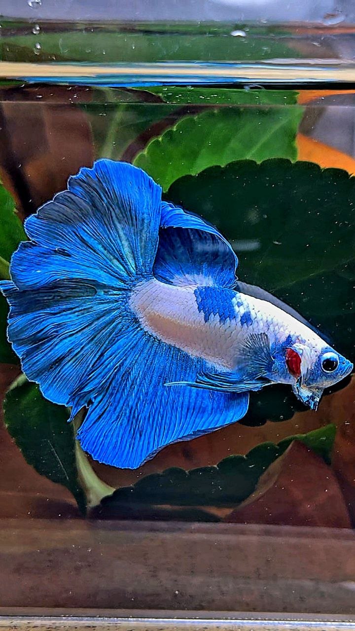 HALFMOON BLUE RIM MARBLE BETTA FISH