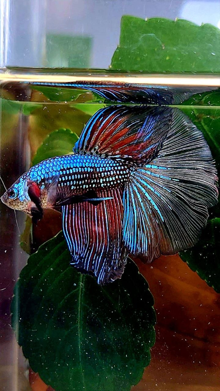HALFMOON ROSETAIL DARK FANCY BETTA FISH