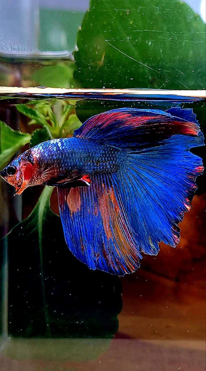 HALFMOON BLUE FANCY MULTICOLOR BETTA FISH