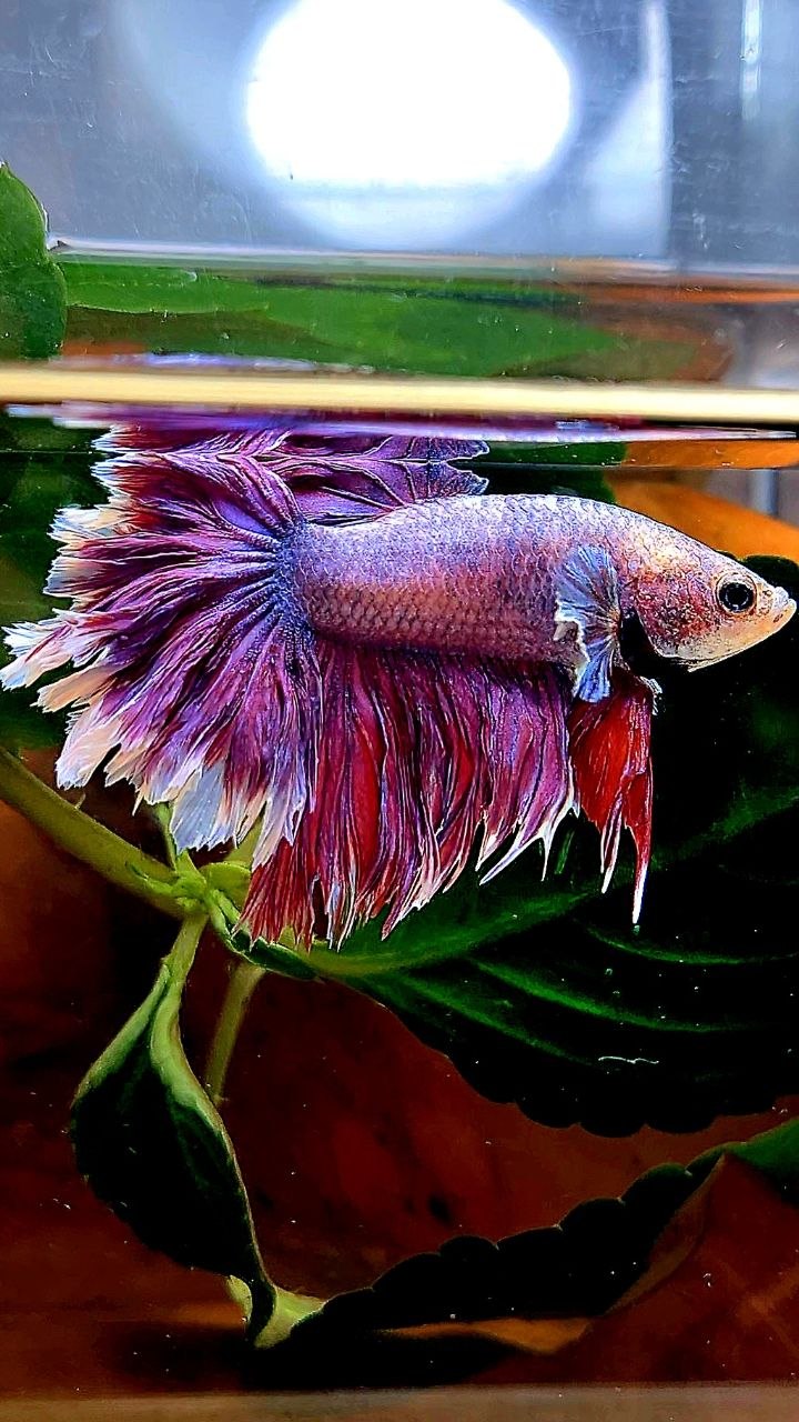 HALFMOON FEATHER TAIL PURPLE BETTA FISH