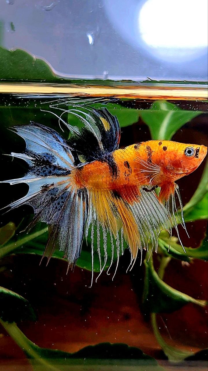 CROWNTAIL YELLOW BASED MULTICOLOR BETTA FISH
