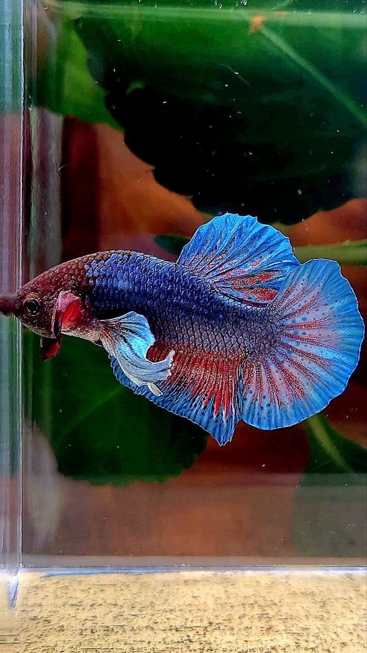 PLAKAT DUMBO EAR DARK BLUE RED BETTA FISH