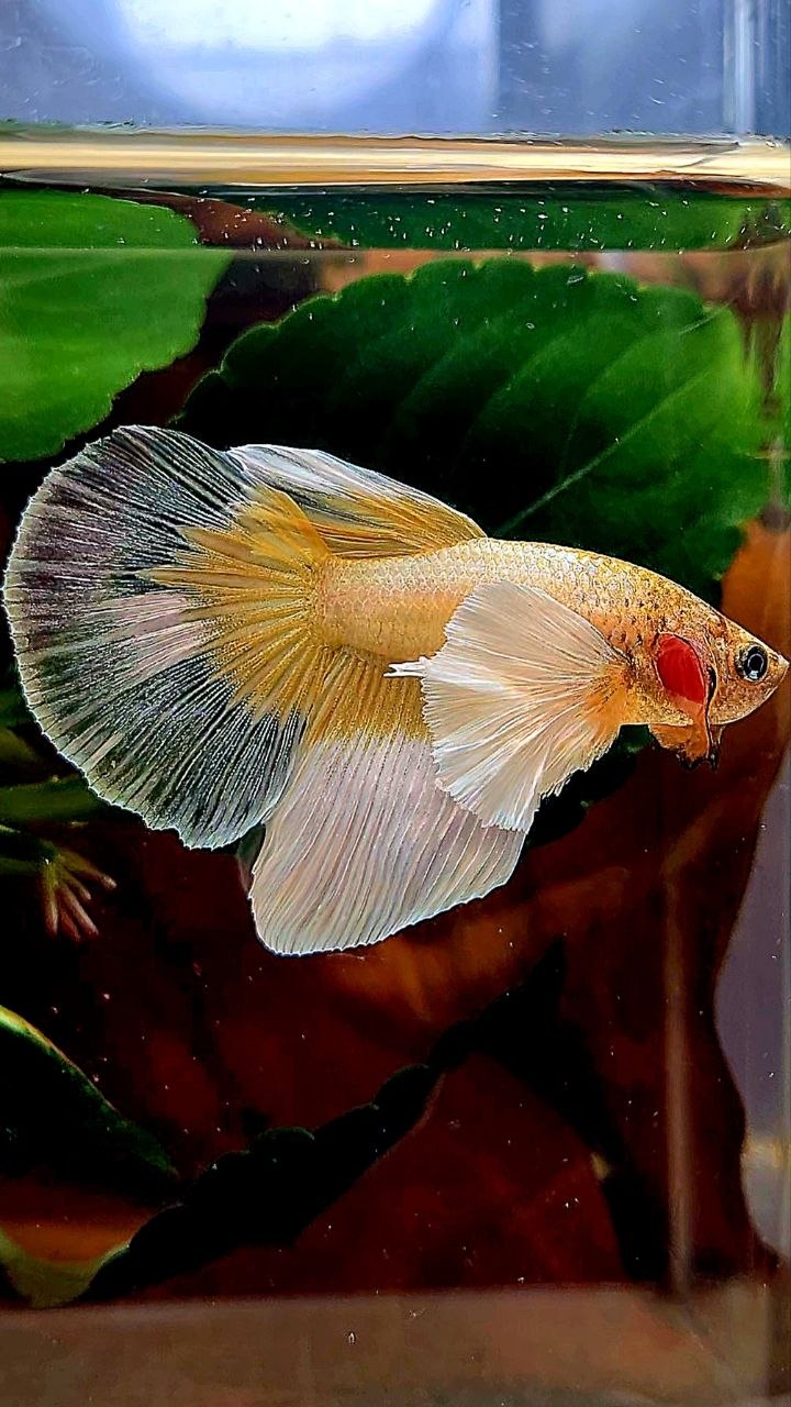 HALFMOON DUMBO EAR GOLD BUTTERFLY BETTA FISH