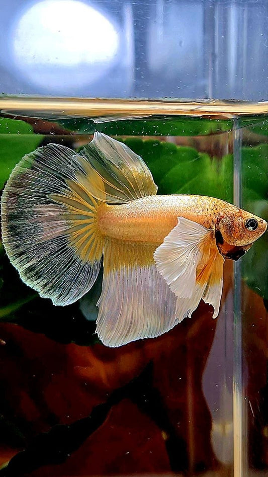 HALFMOON DUMBO EAR GOLD BUTTERFLY BETTA FISH