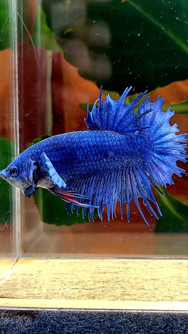 CROWNTAIL PLAKAT BLUE BETTA FISH