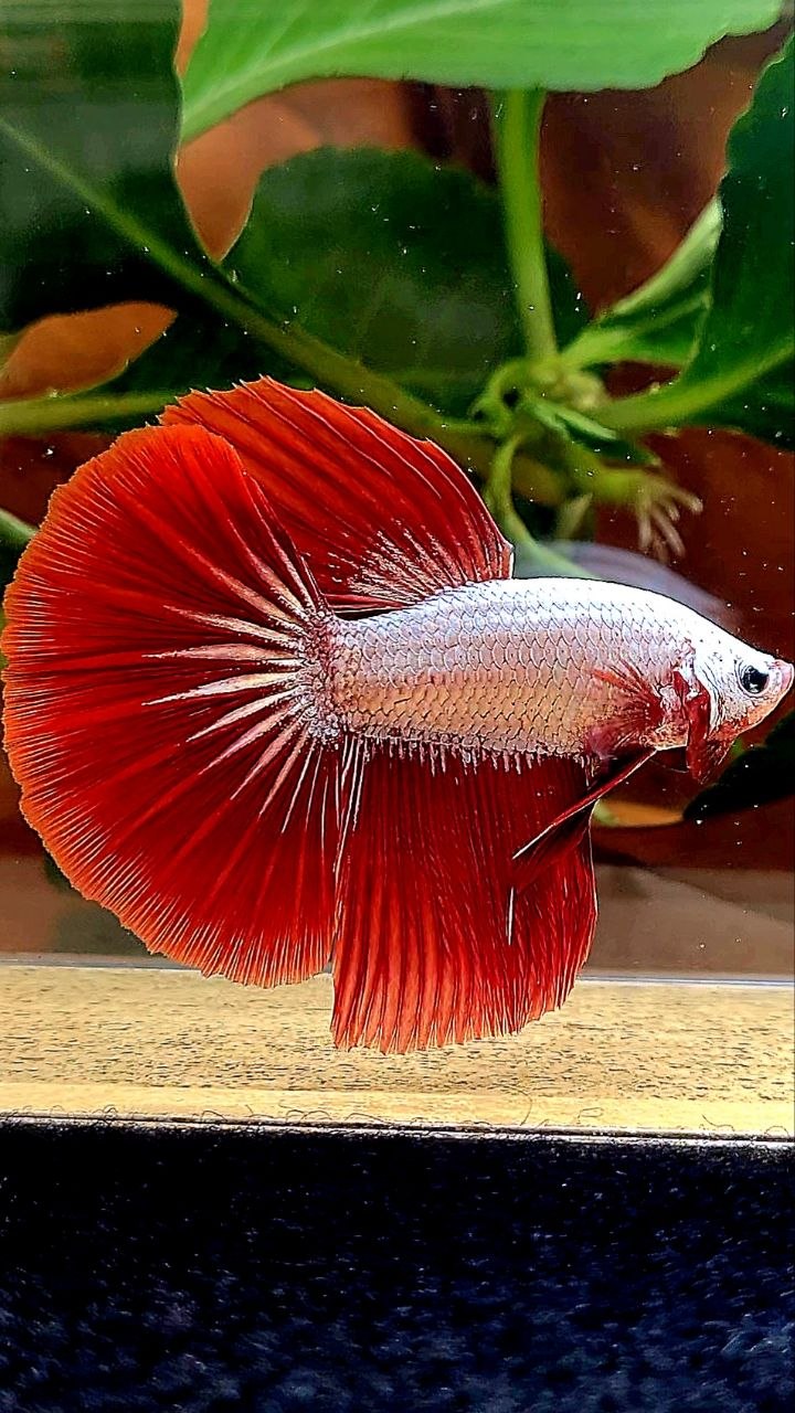 HALFMOON RED DRAGON SNOW BETTA FISH