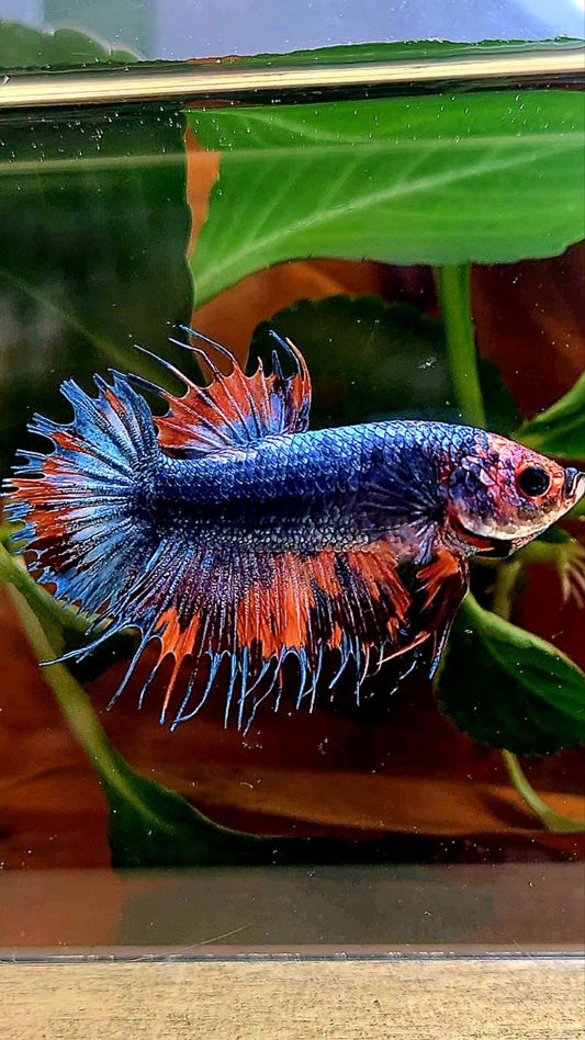CROWNTAIL PLAKAT BLUE GRAY NEMO FANCY BETTA FISH
