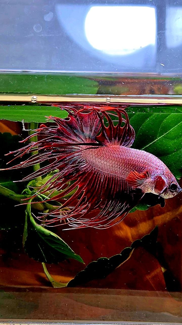 CROWNTAIL RED WHITE BETTA FISH