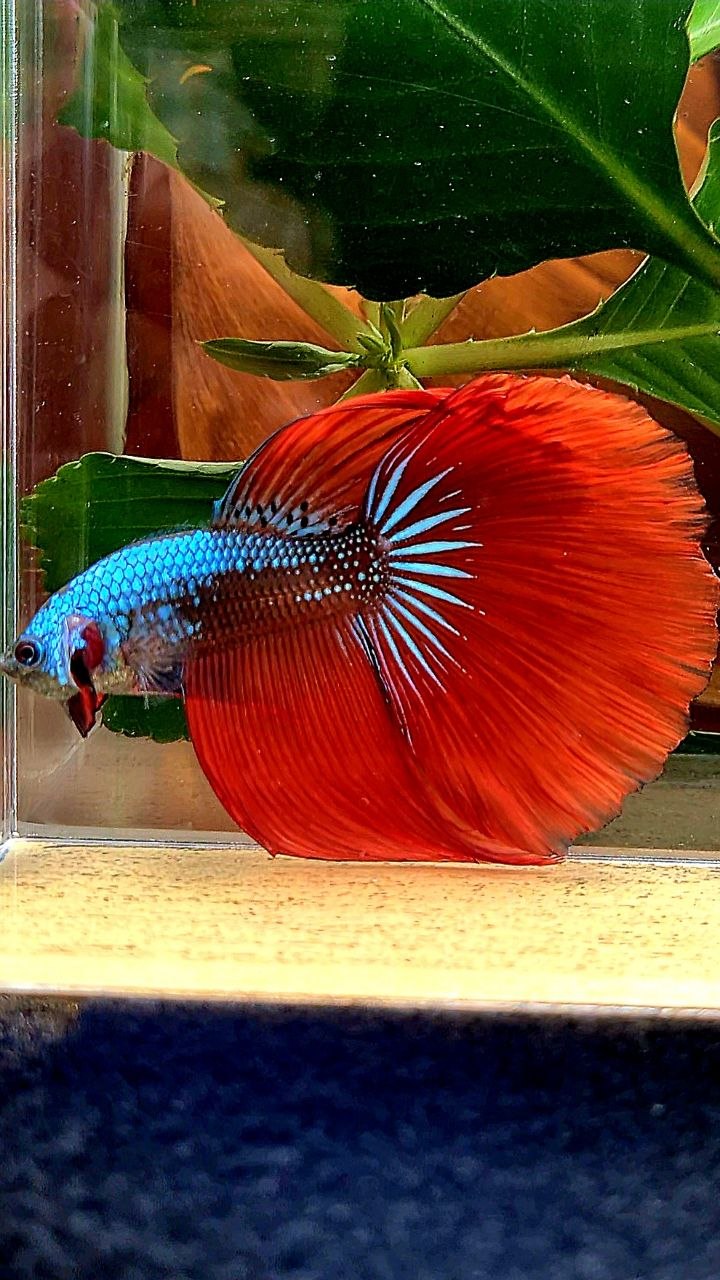 HALFMOON RED IMBELIS HYBRID WILD BETTA FISH
