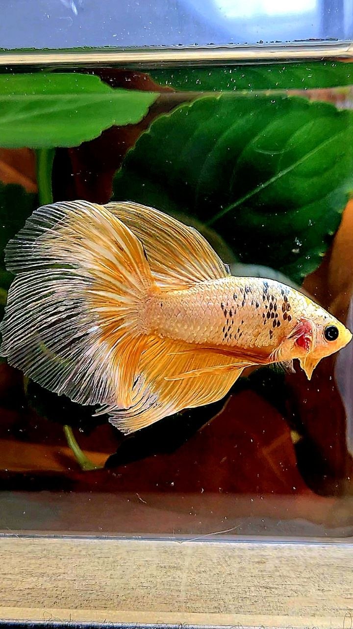 HALFMOON RED FANCY COPPER FCCP BETTA FISH