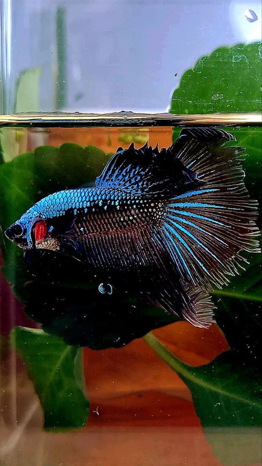 HALFMOON ROSETAIL BLUE SAMURAI BETTA FISH