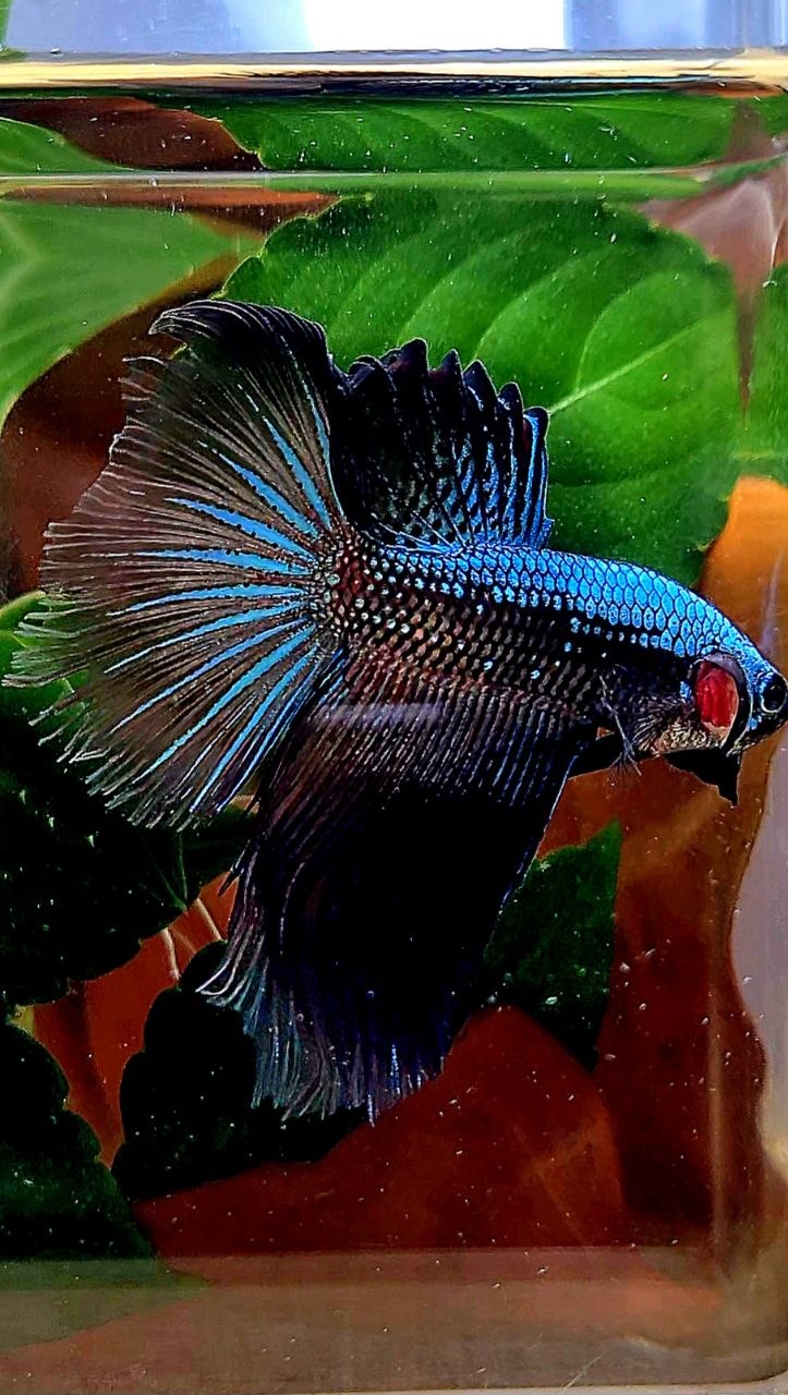 HALFMOON ROSETAIL BLUE SAMURAI BETTA FISH