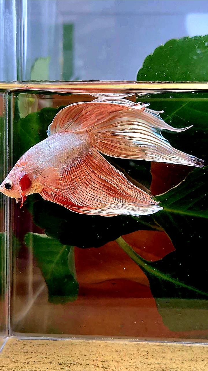 VEILTAIL ROSEGOLD BETTA FISH